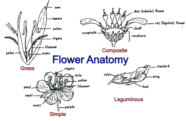 Flower anatomy for grass, legume, simple, and composite